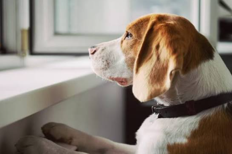 What Causes Separation Anxiety in Dogs — and How to Treat It